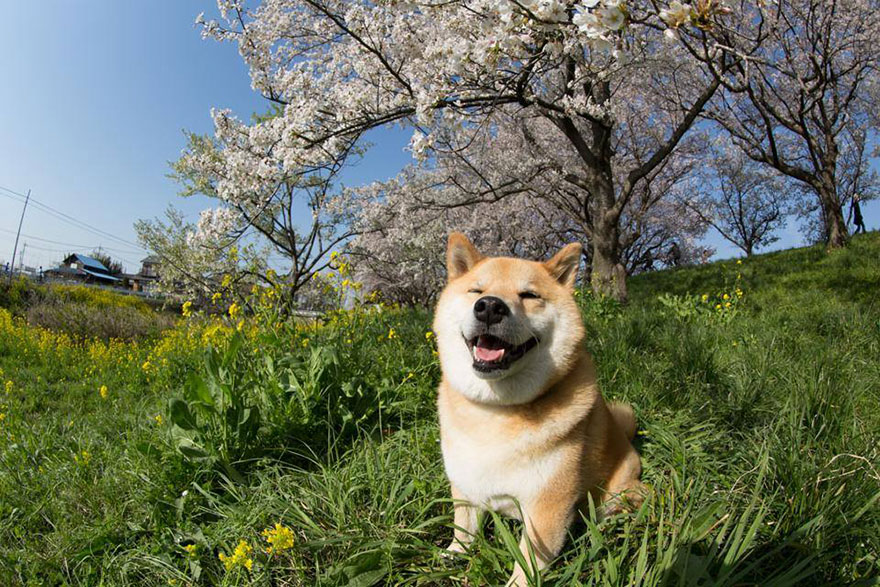 happy-dog-maru-shiba-inu-18.jpg