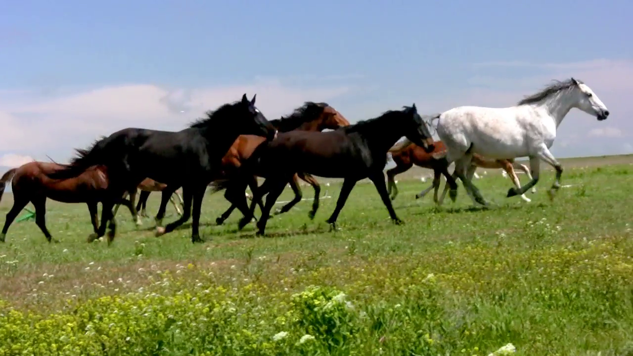 herd-of-horses-running-on-the-steppes-in