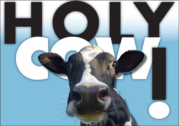 holy-cow-1.jpg