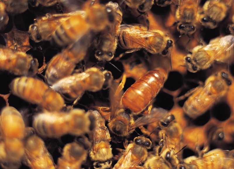honeybees.jpg