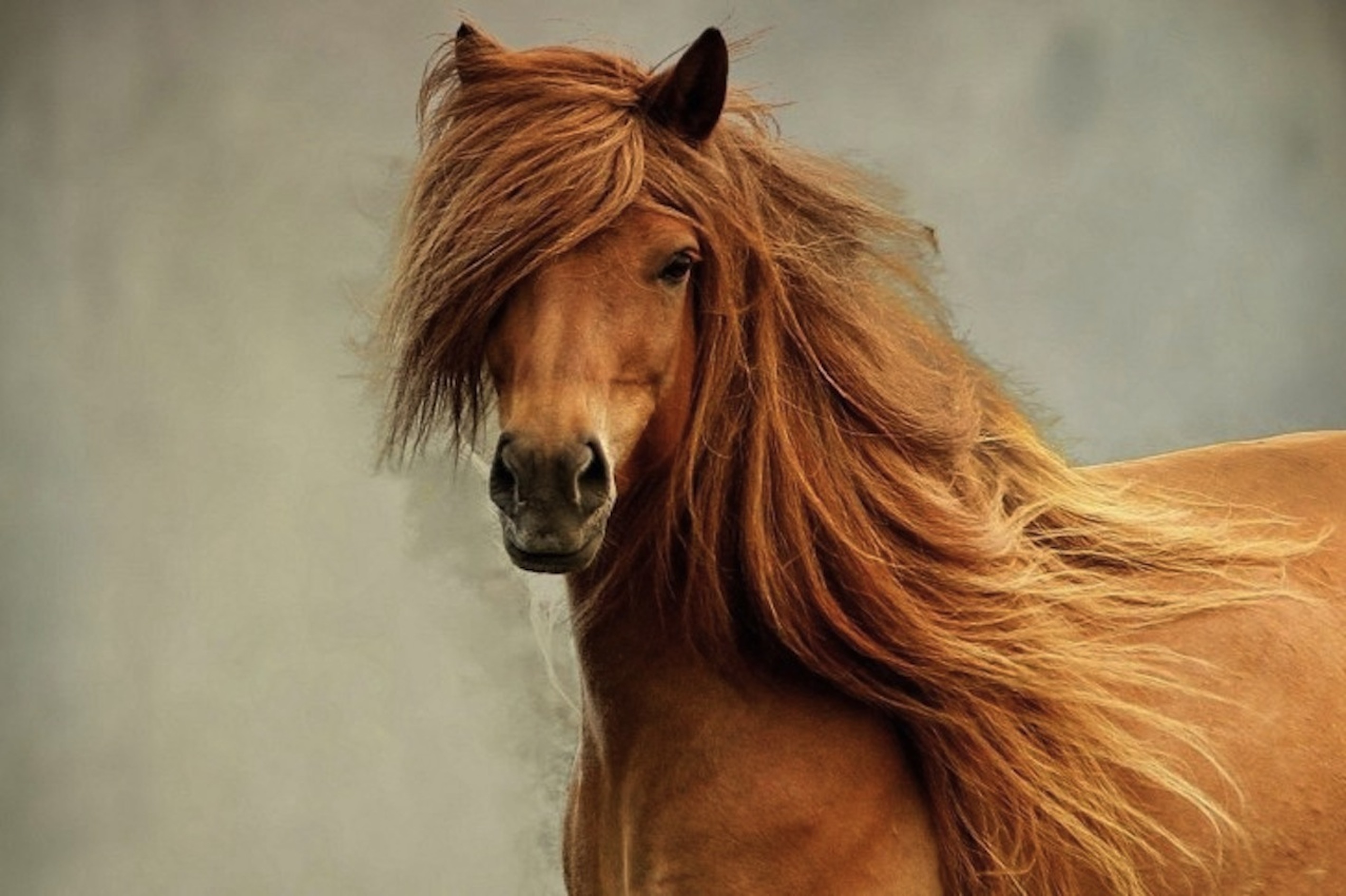 horse-mane-head-eyes-485x728.jpg