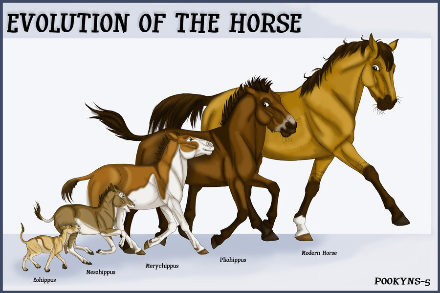 horse_evolution_by_pookyns_5-d4utpxm.jpg