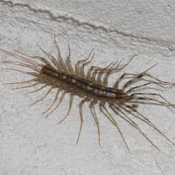 house-centipedes.jpg