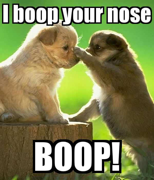 Boop перевод. Boop nose. Boop your nose. Boop Мем. Boop Dog nose.