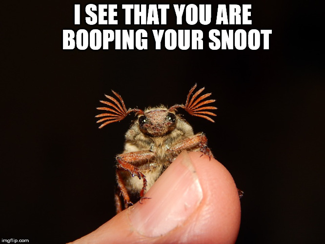 i-see-that-you-are-booping-your-snoot.pn