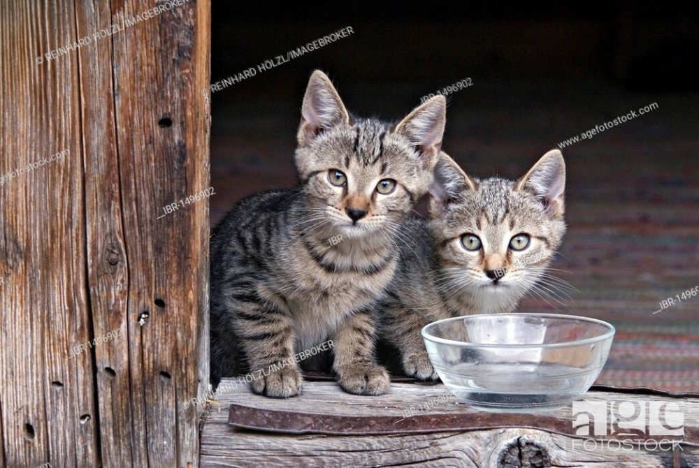 Young domestic cats, kittens, Eng-Alm, Karwendel Mountains, Tyrol ...
