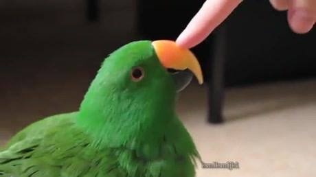 img-be-careful-when-you-boop-the-birb-50