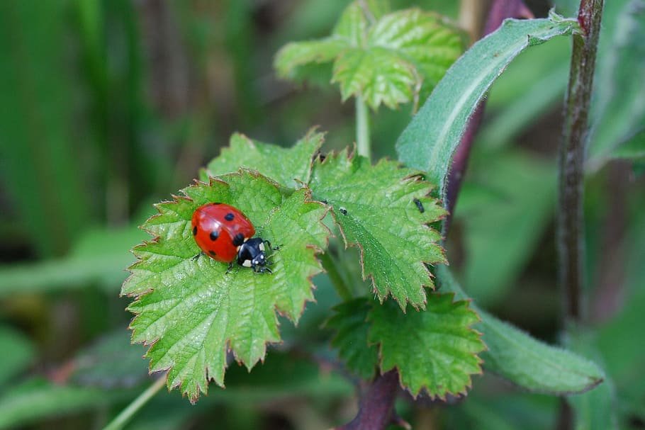 insects, ladybug, nature, beetle, insect, animal wildlife ...