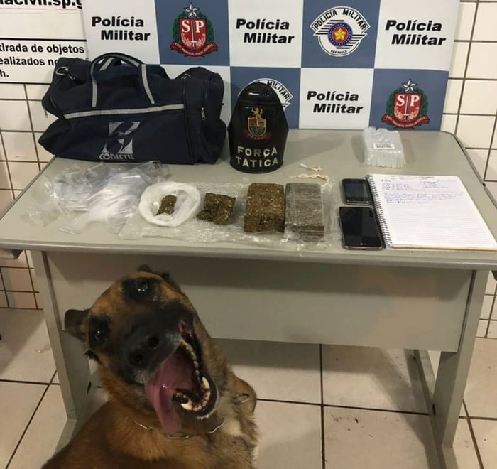 Image result for police dog after sniffing drugs