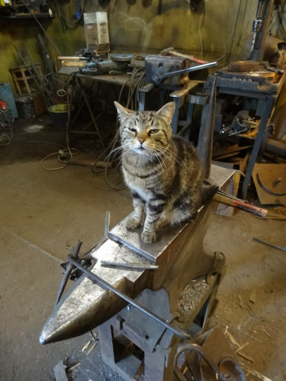 Kuvahaun tulos haulle blacksmith cat