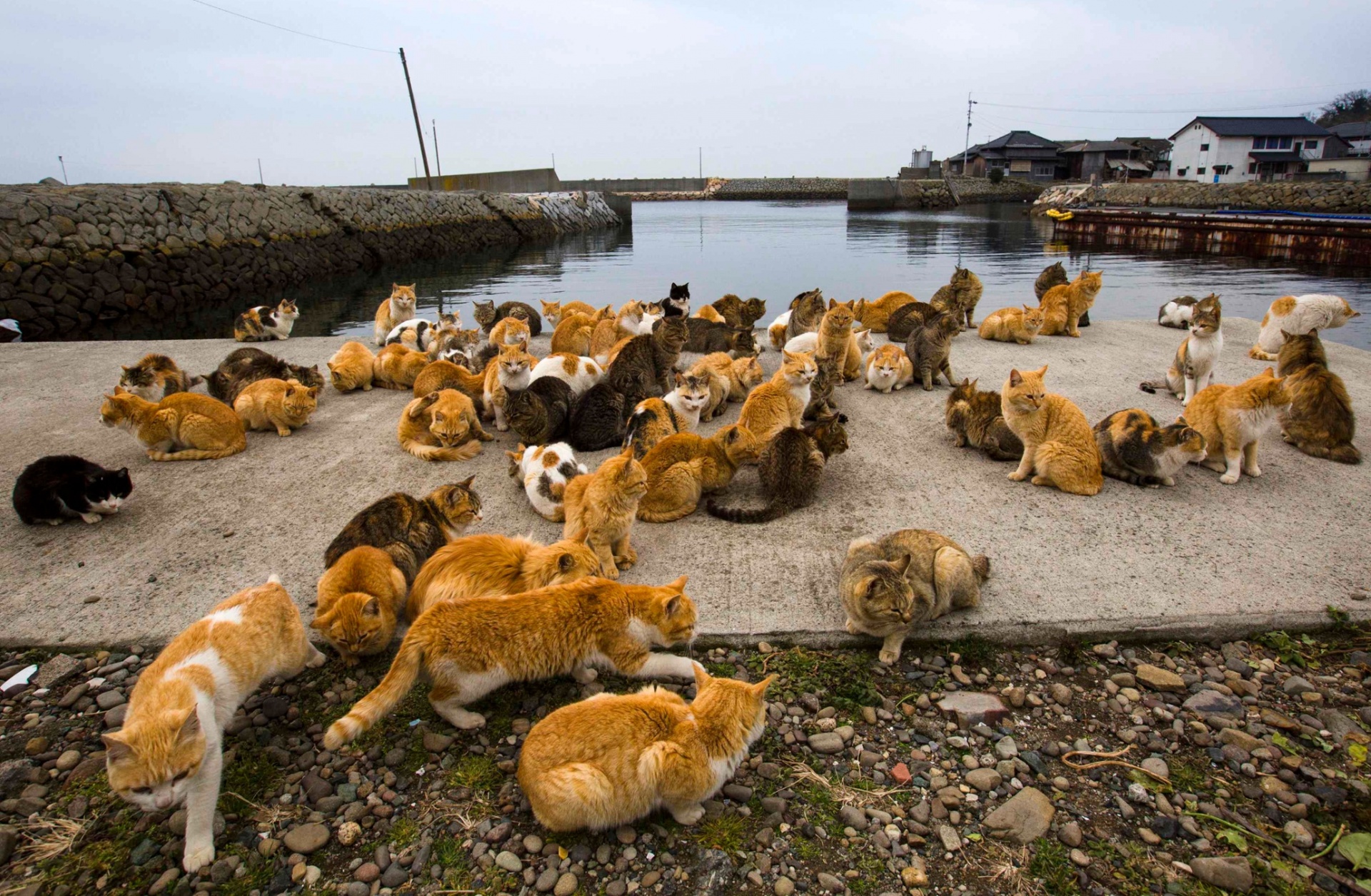 japans-cat-island-2.jpeg