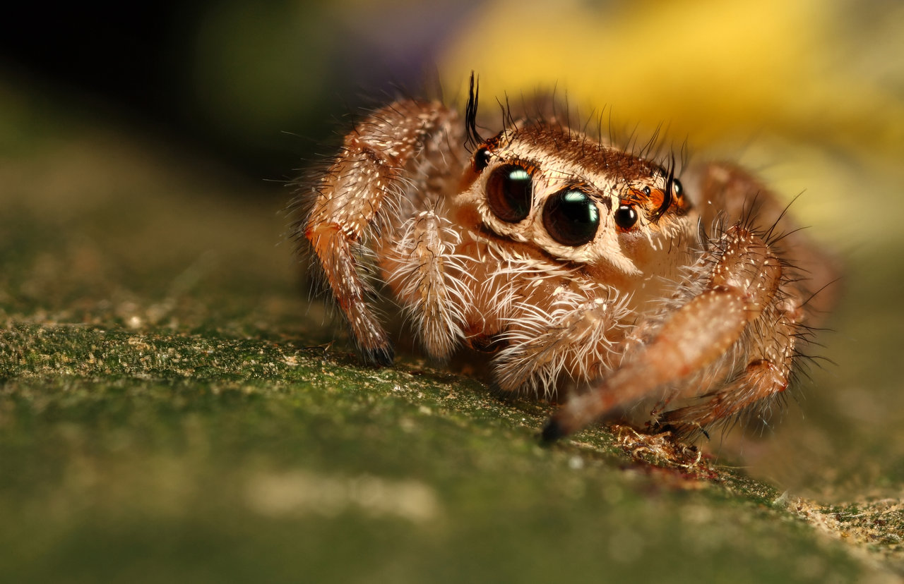 jumping_spider_10_by_macrojunkie.jpg