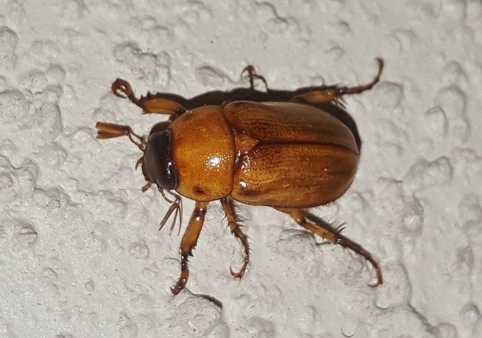 Image result for June bug