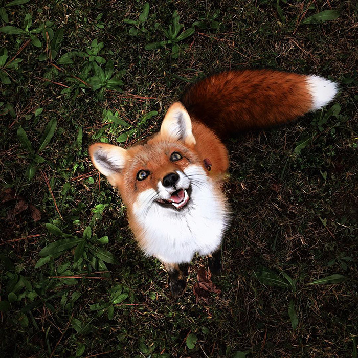 juniper-fox-happiest-instagram-9.jpg