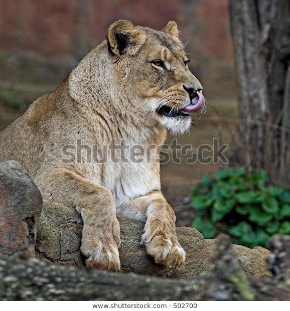 Juvenile Male Lion