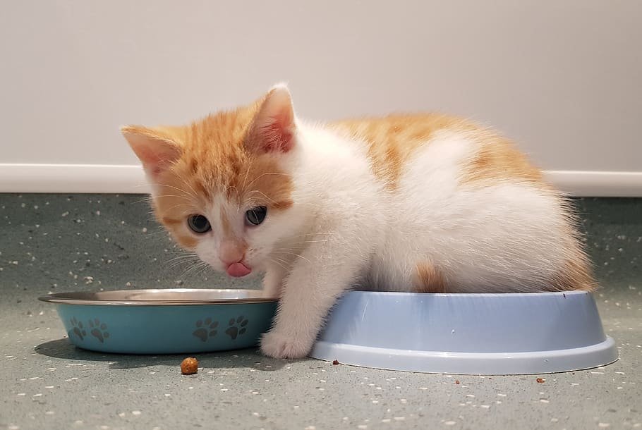 kitten, cat, kitty, mammal, domestic, animal, animal themes, pets ...