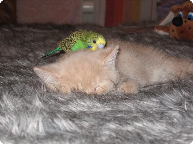 kitten19.jpg