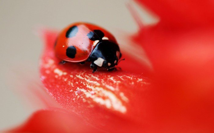 ladybug-a-red-insects-Favim.com-484082.j