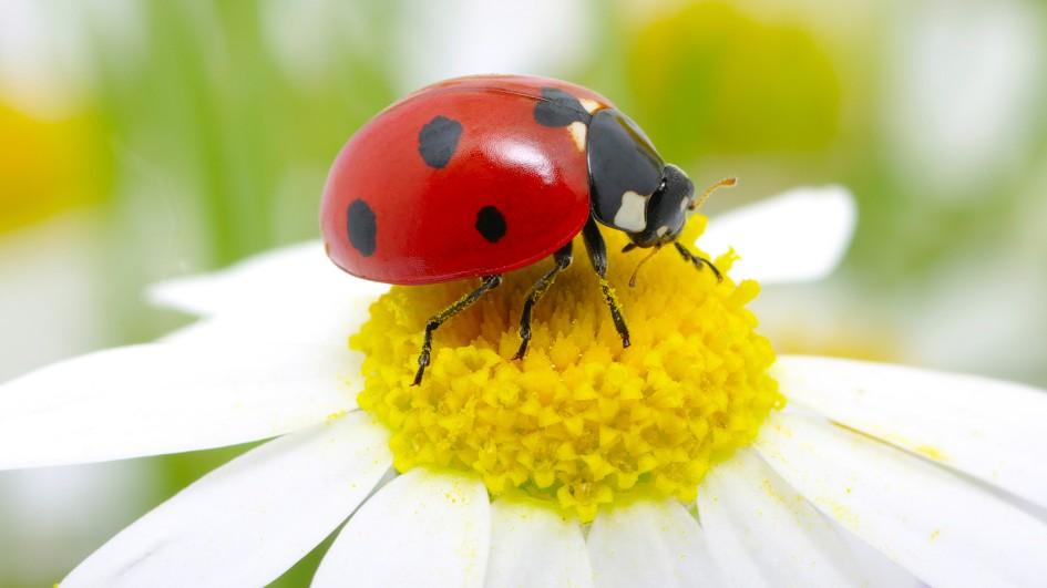ladybug-daisy.adapt.945.1.jpg