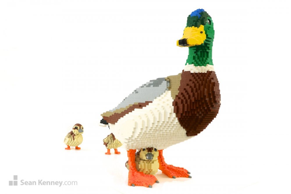 large-duck-family-16.jpg