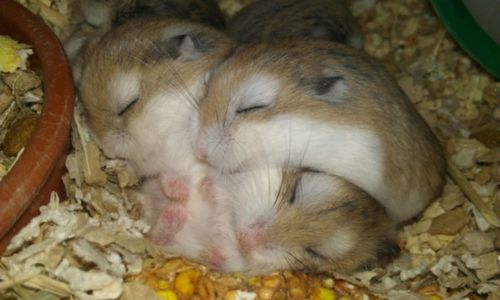 Image result for hamster cuddle
