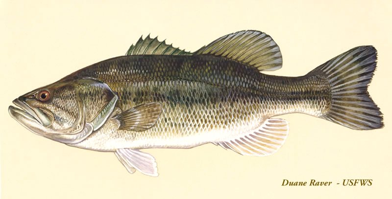 largemouth_bass_duane_raver.jpg