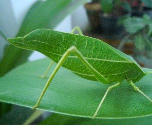 Appearance - Elliot's Leaf Bug