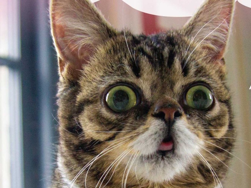 lil-bub-famed-internet-cat-with-dwarfism-gets-a-backstory-in-a-new-book.jpg