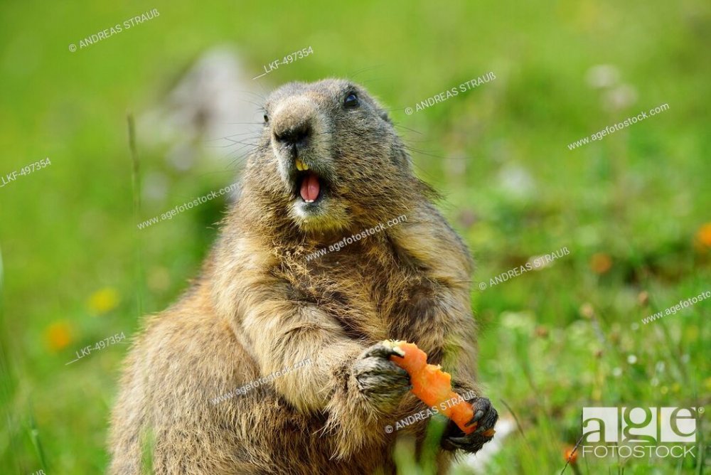 Marmot feeding a carrot, Hallstatt-Dachstein Cultural Landscape ...