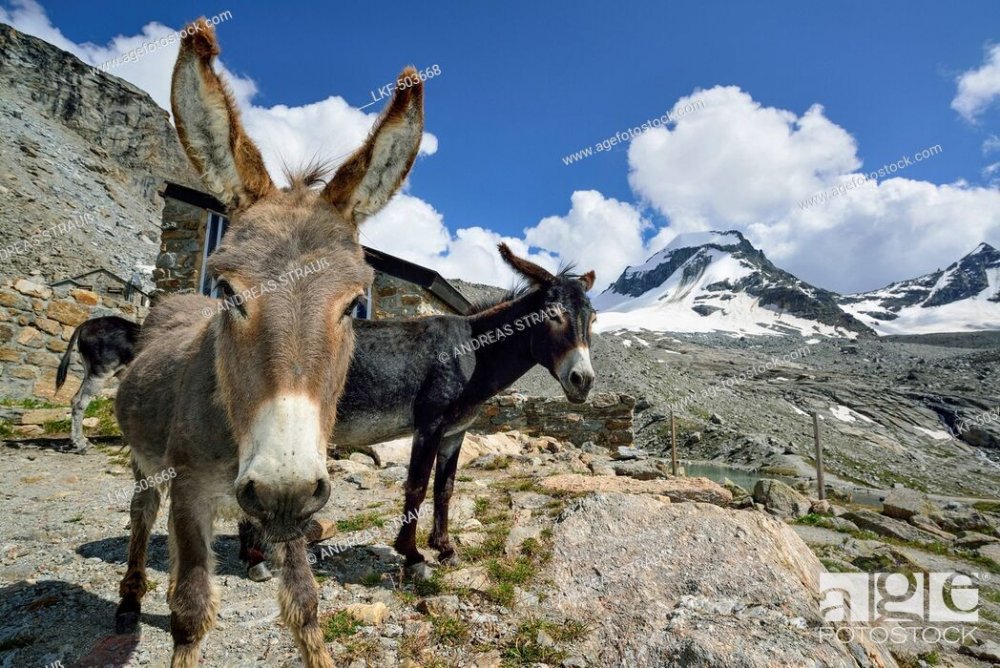 Donkeys standing in front of Rifugio Vittorio Emanuele II, La Tresenta in  background, Gran Paradiso, Stock Photo, Picture And Rights Managed Image.  Pic. LKF-503668 | agefotostock