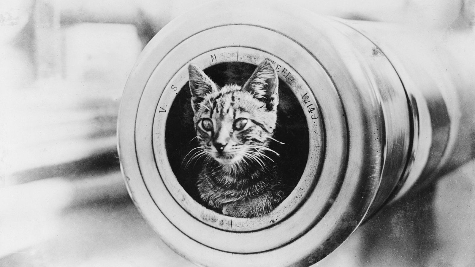 Image result for ww2 cat