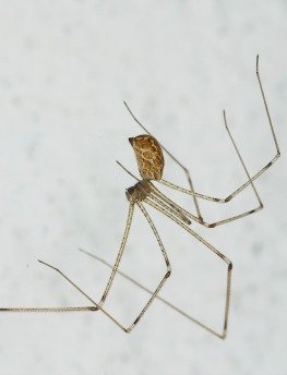 Image result for spider long legs