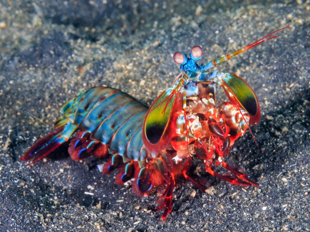 mantisshrimp-467993194.jpg