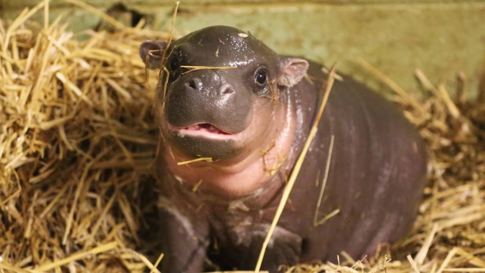 Adorable baby pygmy hippo born - YouTube