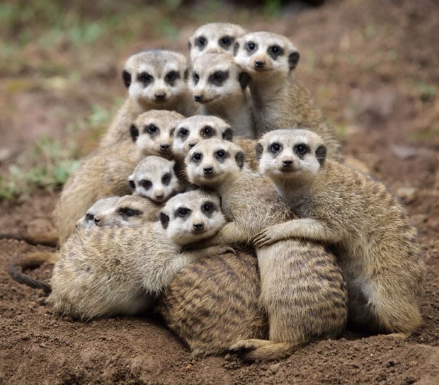 meerkats_2134301i.jpg