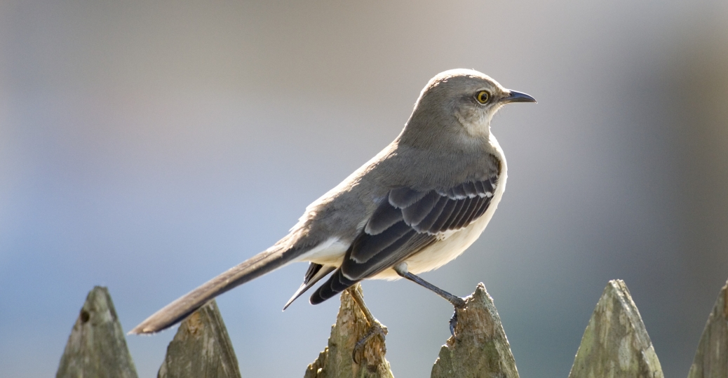 mississippi-state-bird-mockingbird-P.jpe