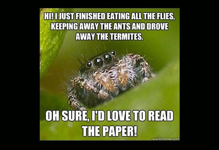 misunderstood_spider_meme_12.jpg