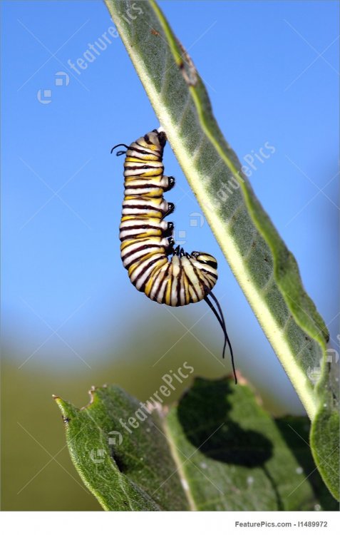 monarch-stock-picture-489972.jpg