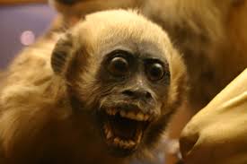 monkey.jpg