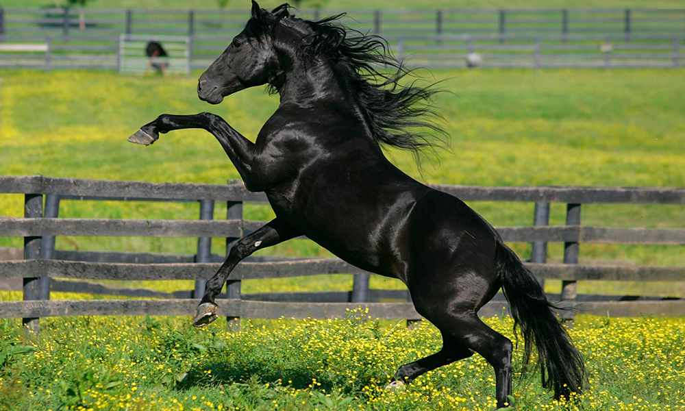 morganhorse5.jpg