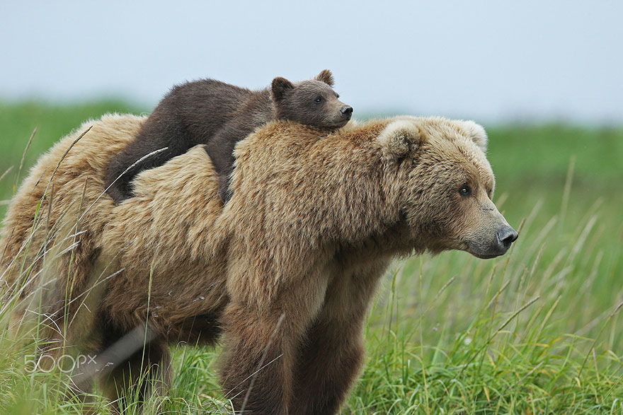 mother-bear-cubs-animal-parenting-21-57e