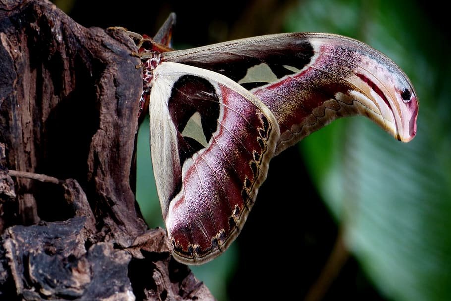 nature, animal world, insect, butterfly, tropical, close up ...