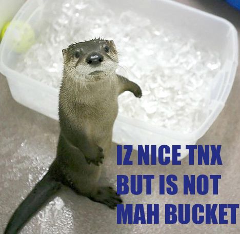 nice_thanks_bucket_otter.jpg