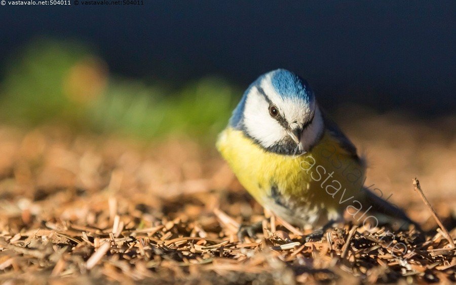 Kuva: Illan sinitiainen - tiainen sinitiainen lintu pikkulintu maassa  karike paikkalintu - Kuvapankki - Kuvatoimisto Vastavalo.net
