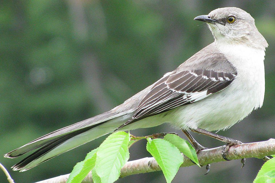 northern-mockingbird-58a6daec5f9b58a3c91