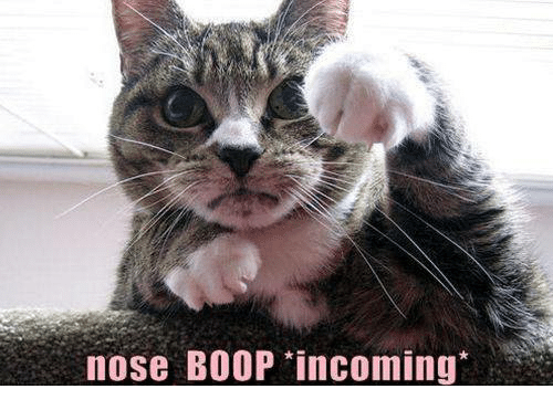 nose-boop-incoming-6056524.png