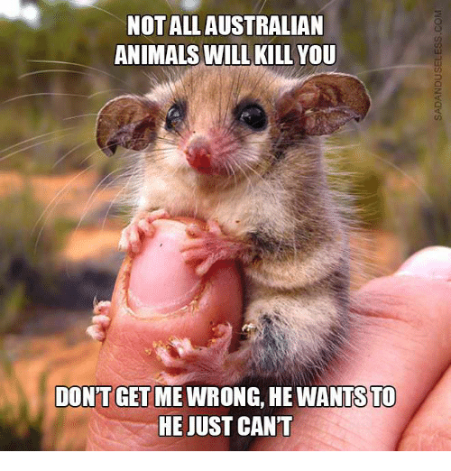 not-all-australian-animals-will-kill-you