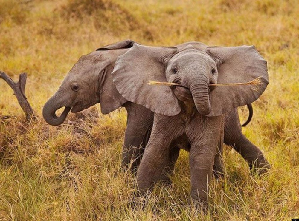o-smiling-baby-elephant-facebook.jpg