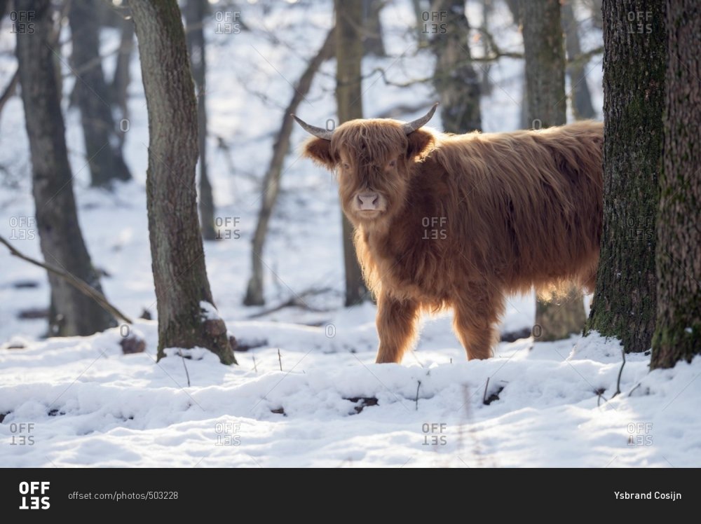 Highlander cow in snowy winter forest. stock photo - OFFSET