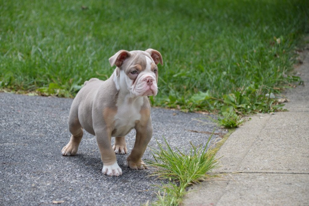 Old English Bulldog Puppies For Sale | Columbus, OH #230011